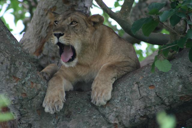 Tree-climbing Lion, Queen Elizabeth National Park