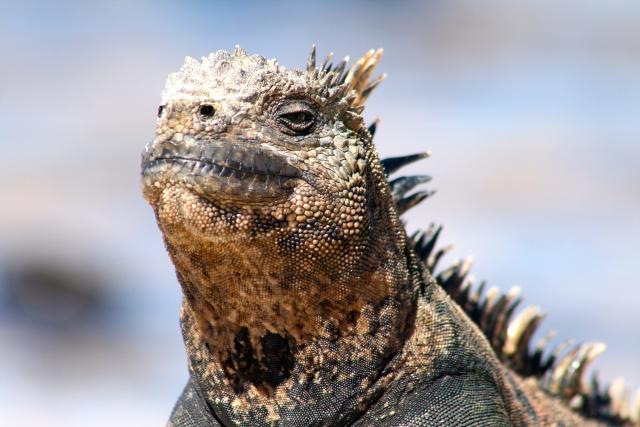 Marine iguana, Galapagos