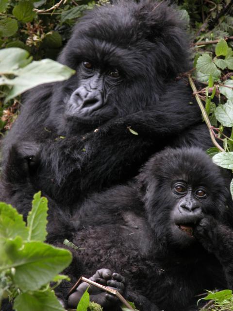 Mountain gorilla mother and baby