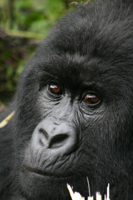 Mountain gorilla stares at trekker