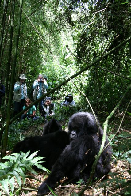 Mountain gorilla family and trekkers