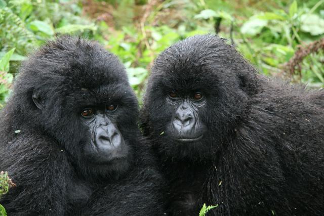 Mountain gorillas viewing trekkers