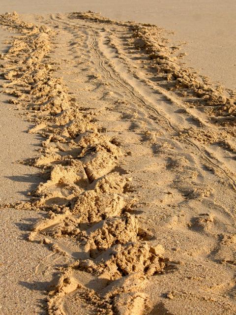 Sea Turtle tracks, Galapagos