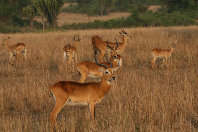 Uganda kob Queen Elizabeth National Park