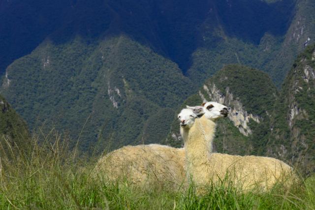 Llamas, Machu Pichu