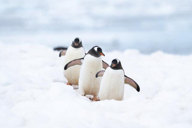 Penguins on parade