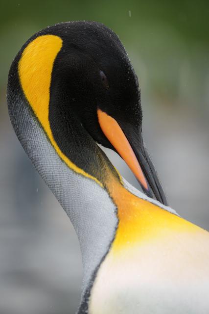 King penguin, South Georgia