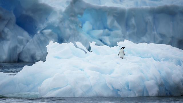 Antarctica and Penguin