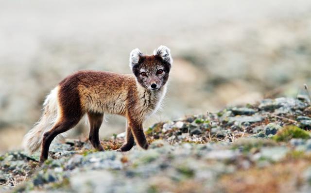 Arctic fox in Svalbard