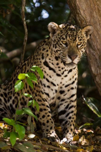 Jaguar on riverbank, Cuiaba River