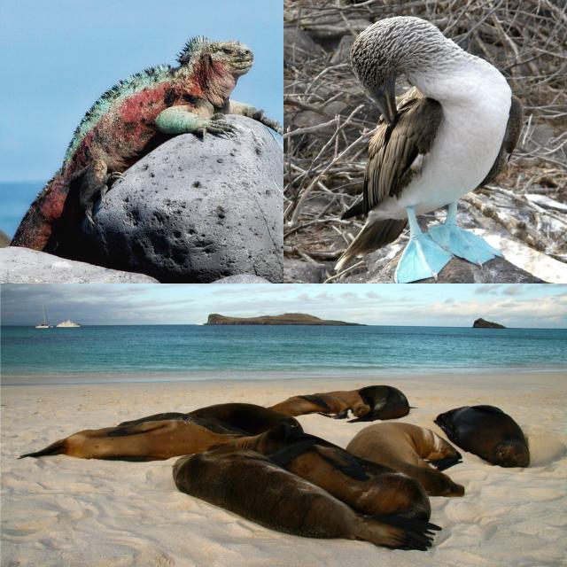 See Galapagos Sea Lions, Blue Footed Boobies, and Marine Iguanas with Terra Incognita Ecotours