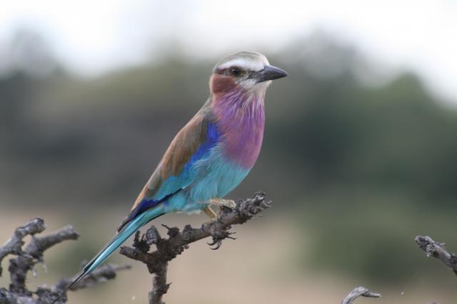 Lilac-breasted Roller, Selous Game Reserve