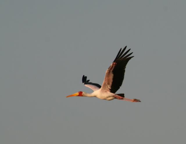 Yellow-billed Stork, Selous Game Reserve