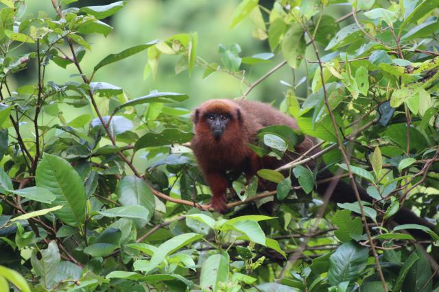 Dusky titi monkey in Tambopata Reserve