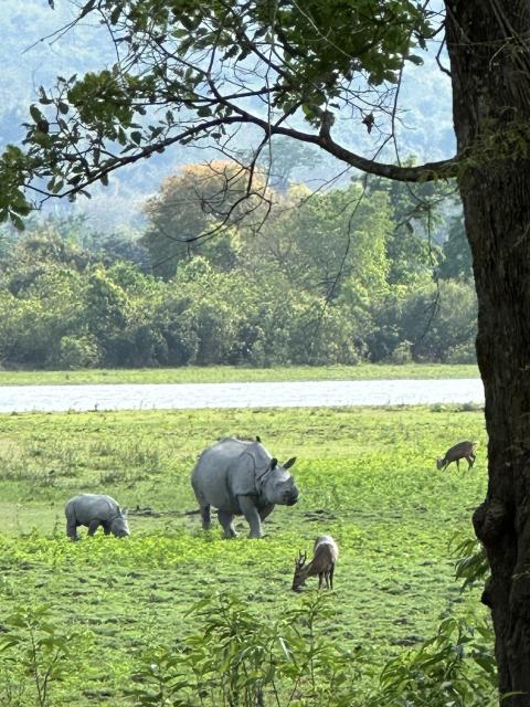 Rhinos at Kaziranga National Park, Assam