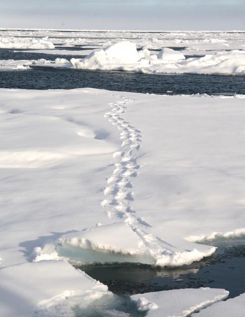 Polar bear tracks on the sea ice