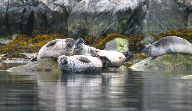 Harbour seals in Svalbard