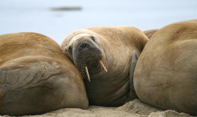 Walrus relax in Svalbard