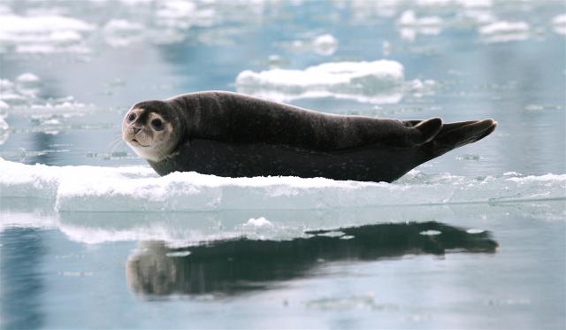 Seal in Svalbard