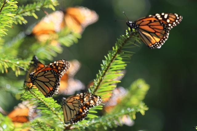 Monarch butterflies, Sierra Chincua sanctuary, Mexico