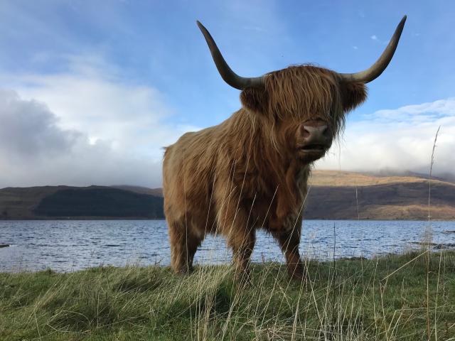 Highland cow, Isle of Mull, Scotland