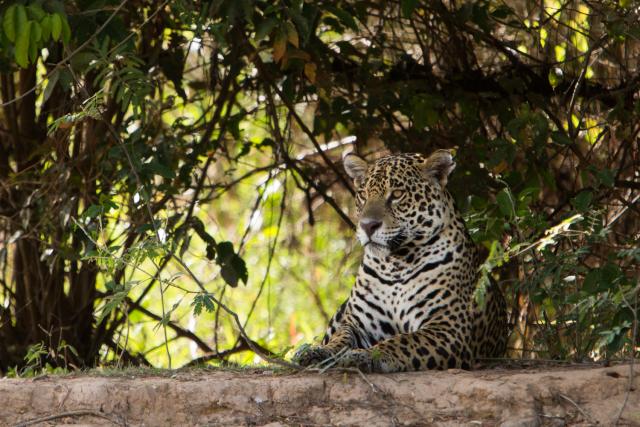 Jaguar on riverbank, Cuiaba River