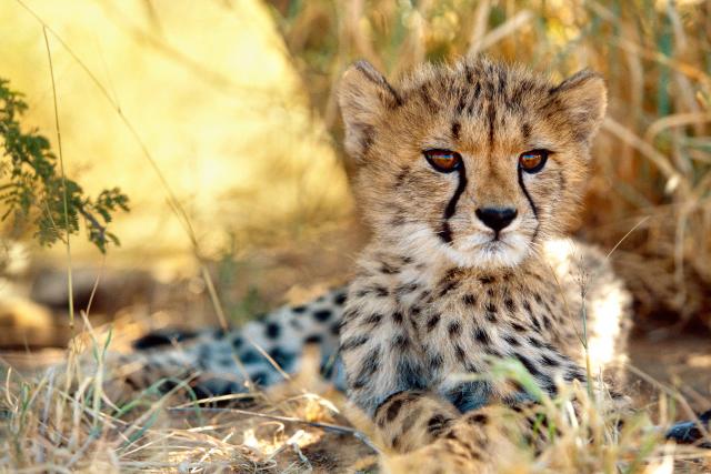 Young Cheetah in Namib desert