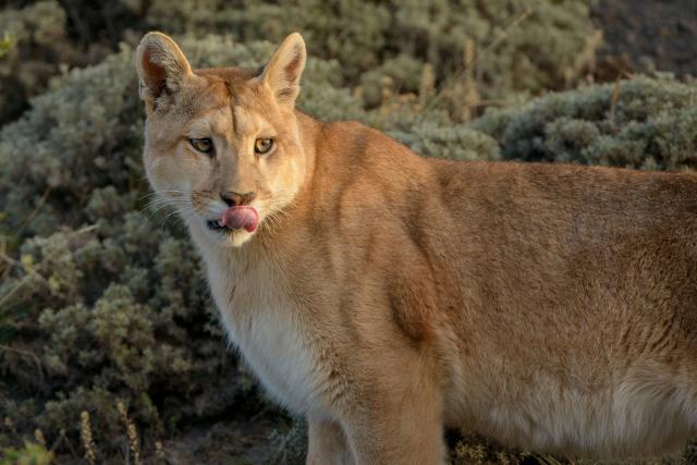 Mountain lion in Torres del Paine