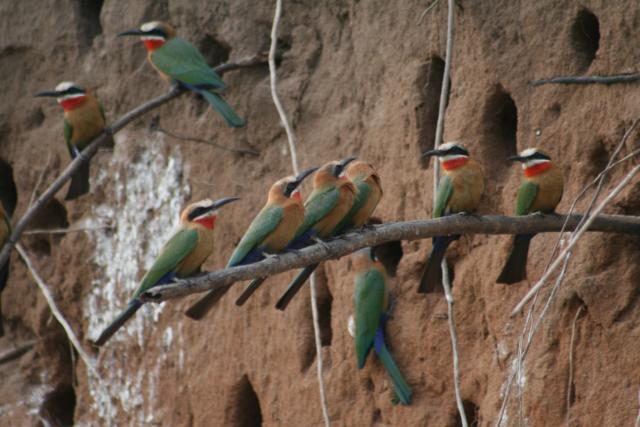 Bee-eaters in Selous