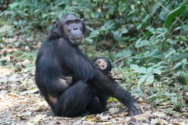 Chimpanzee in Gombe Stream National Park