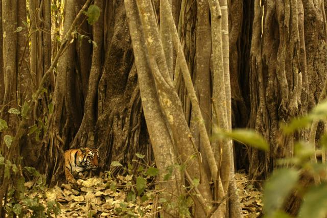 Tiger under Fig tree